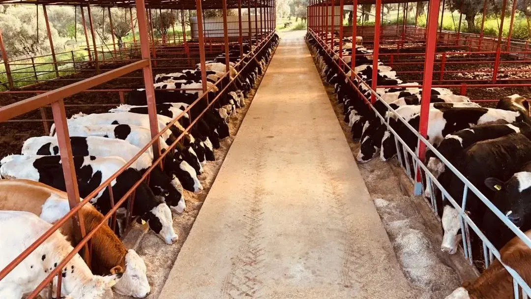 Besi Çiftliği Nedir?